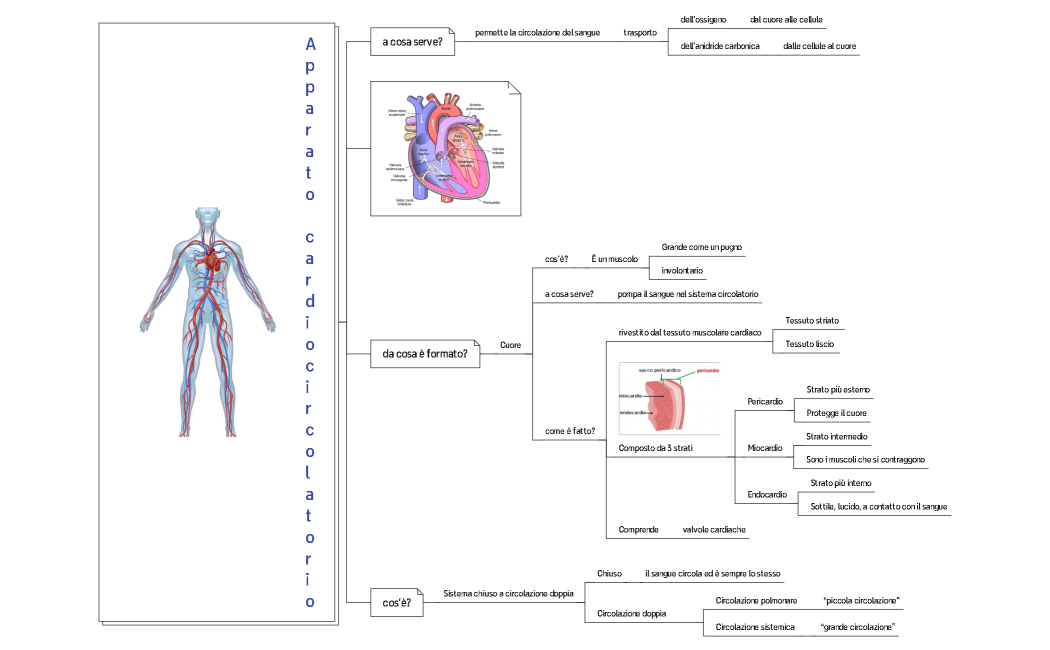sistema cardiocircolatorio