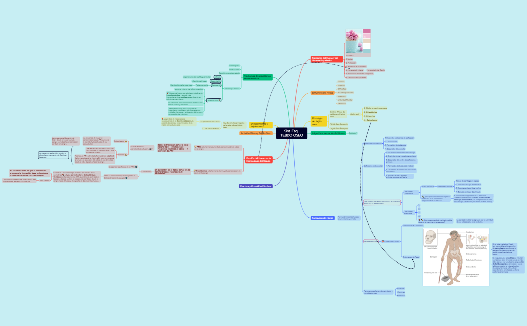 Sist. Esq. TEJIDO OSEO