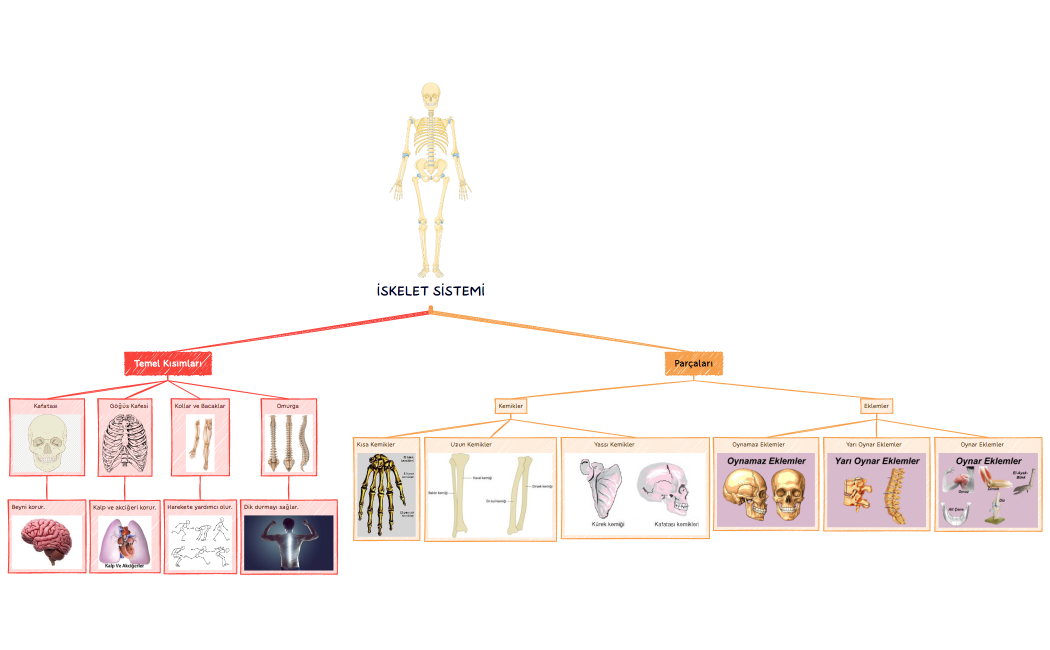 SKELET_SSTEM-Yj7EhM-GtSNjJM-09810.xmind