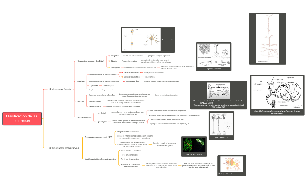 Clasificación de las neuronas final.xmind