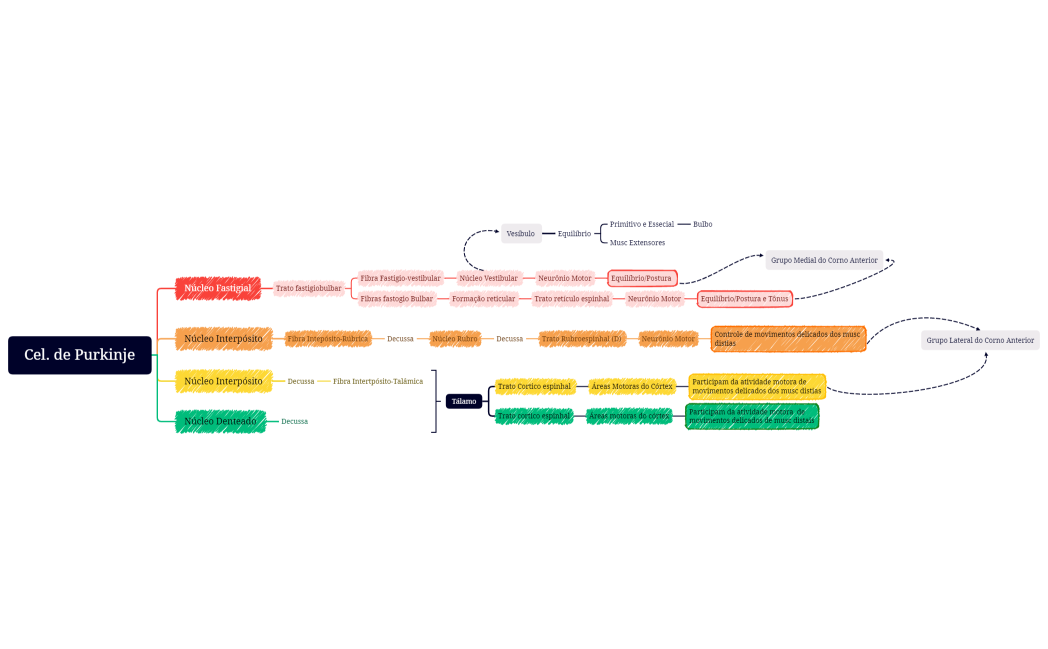 Vias Eferentes Cerebelo