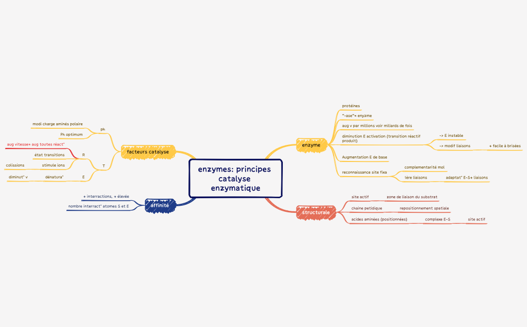 enzymes principes catalyse enzymatique