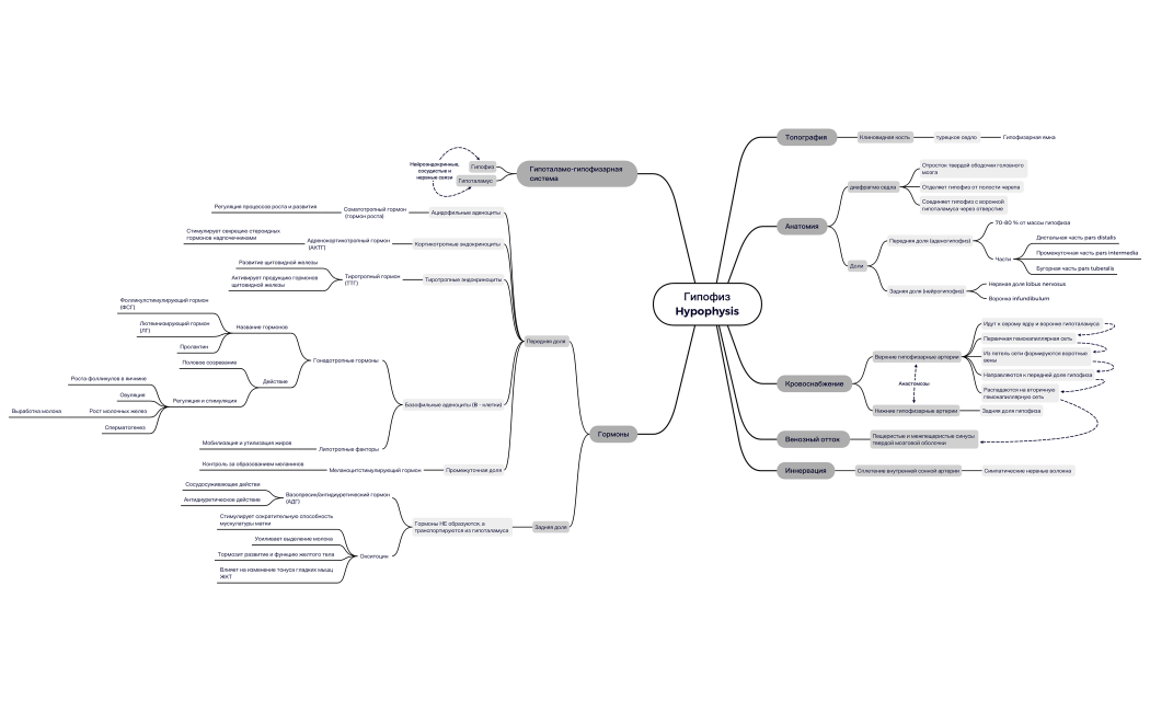 Гипофиз Hypophysis 1