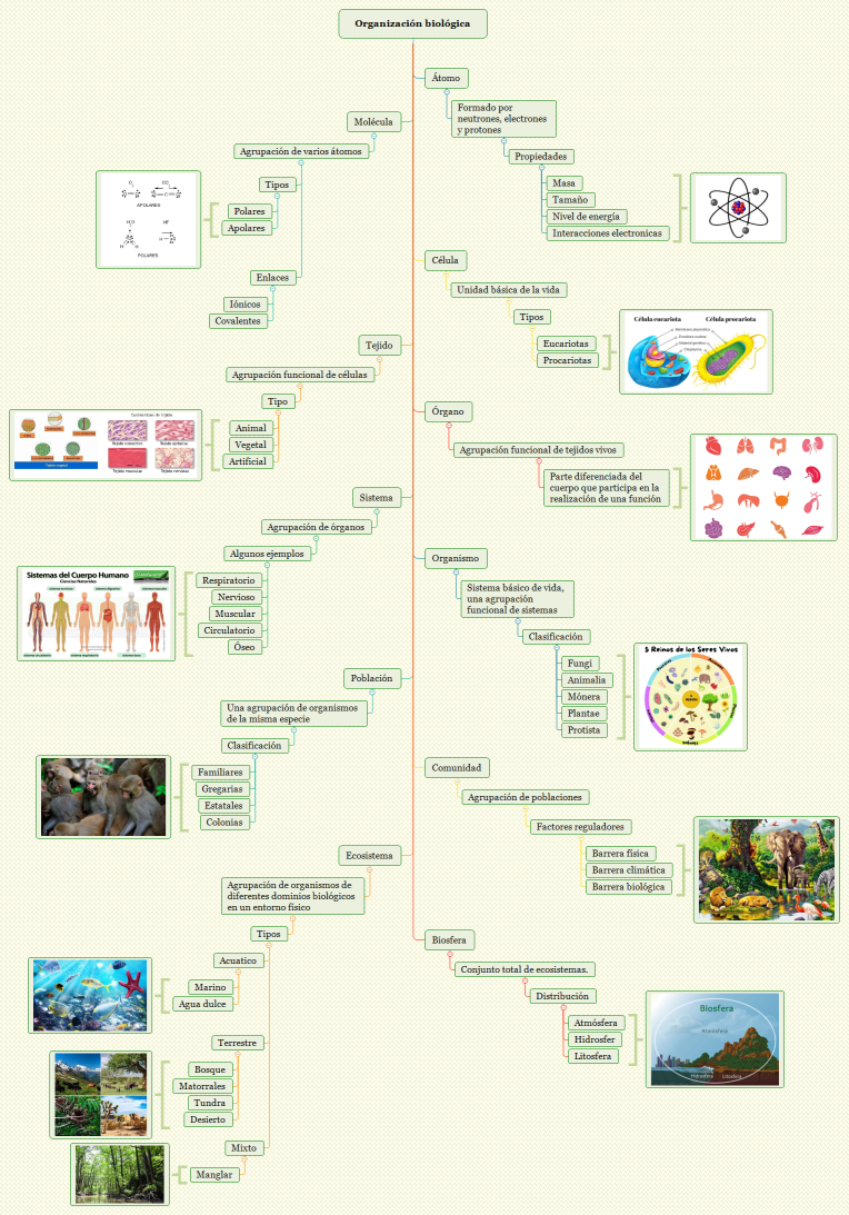 Organización biológica