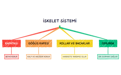 İSKELET SİSTEMİ