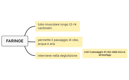 faringe, scienze degli alimenti, secondo anno