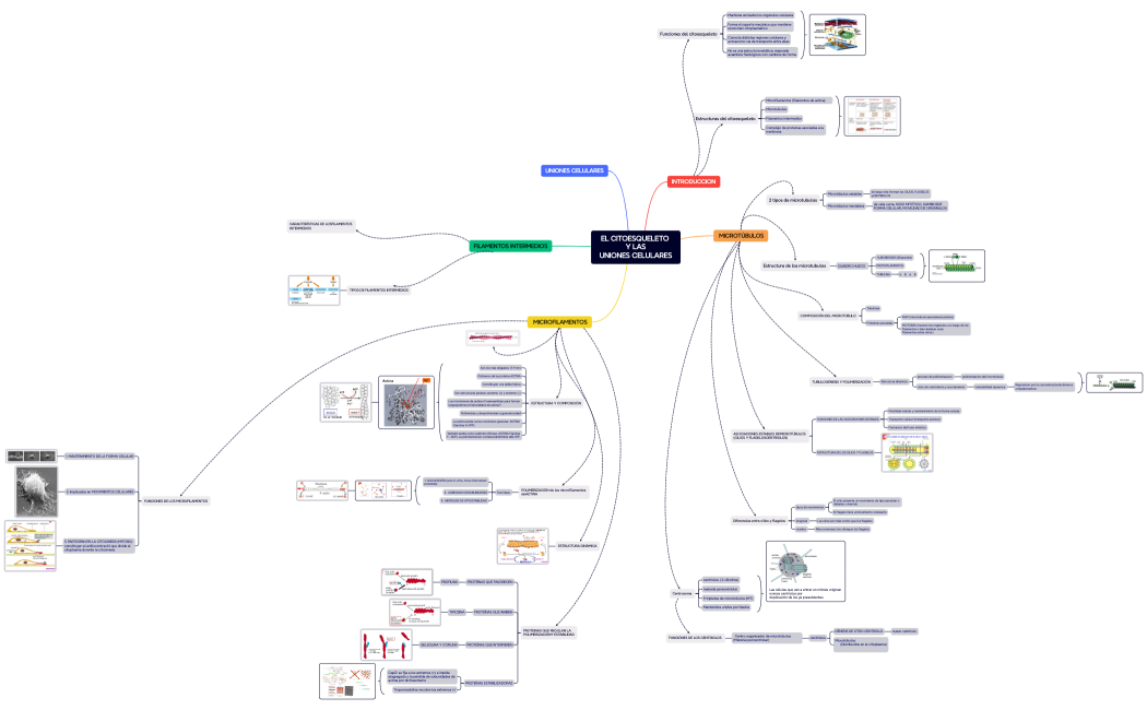 EL CITOESQUELETO Y LASUNIONES CELULARES