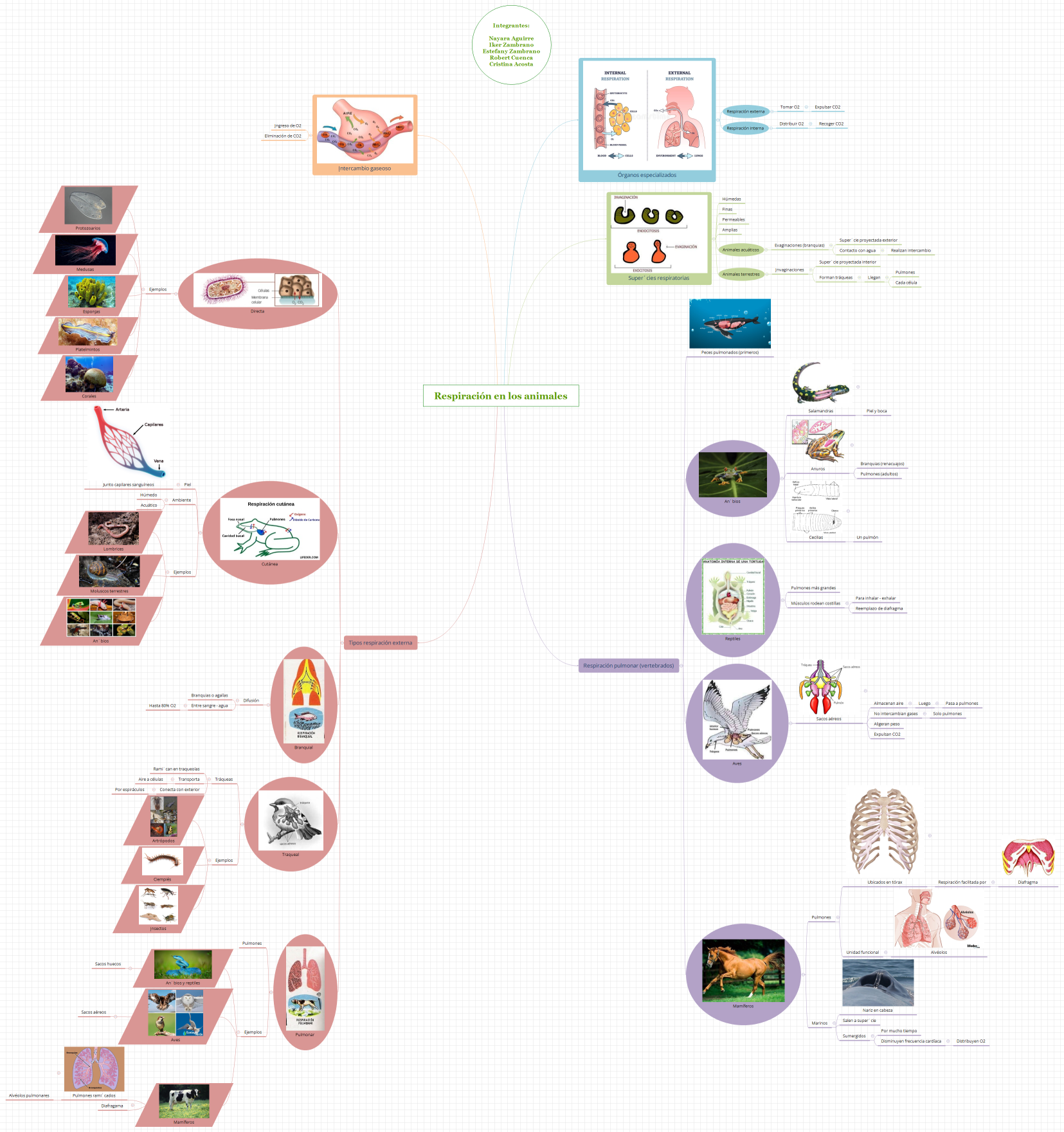 Respiración en los animales