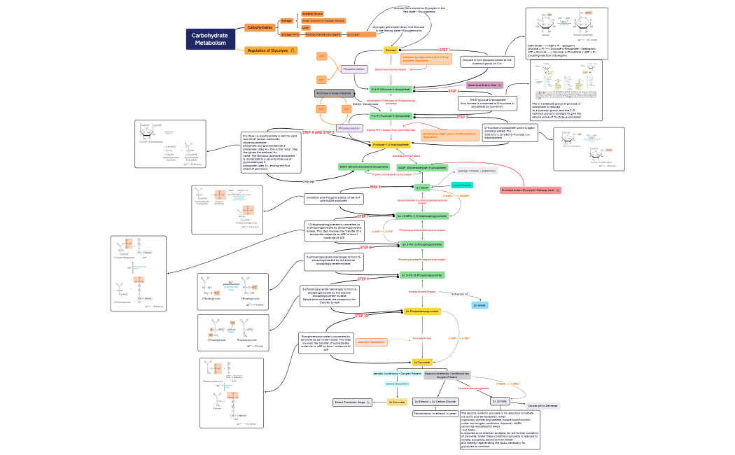 Glycolysis