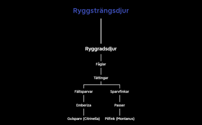 Ryggsträngsdjur