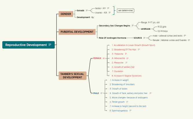 1 - Male Reproductive System