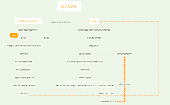 pembentukan bilirubin