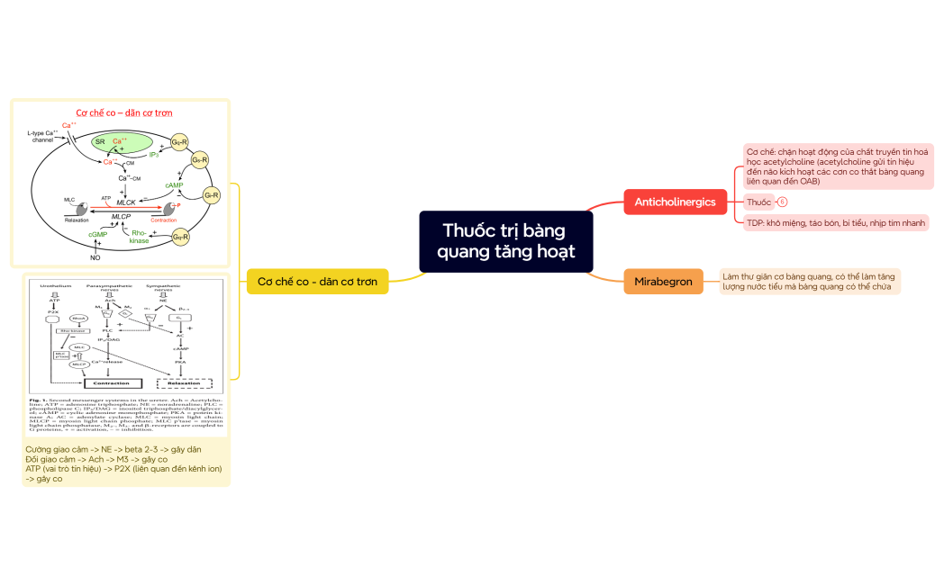 Thuốc trị bàng quang tăng hoạt
