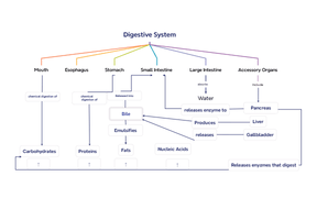 Digestive System