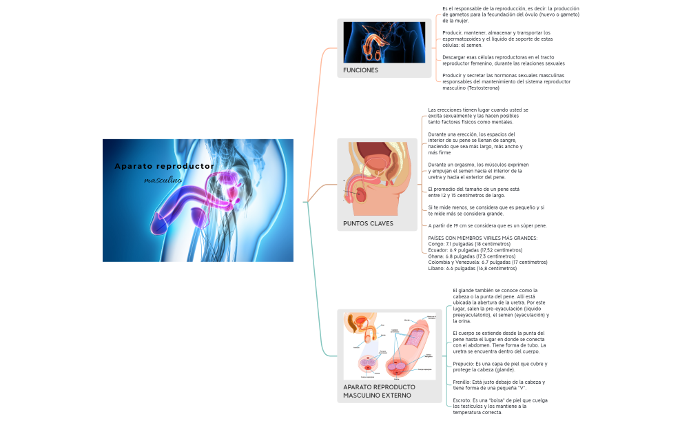 Aparato reproductor masculino