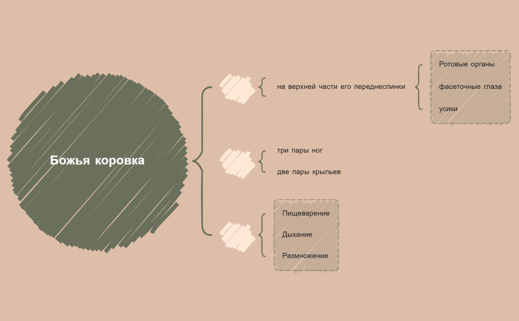 Божья коровка