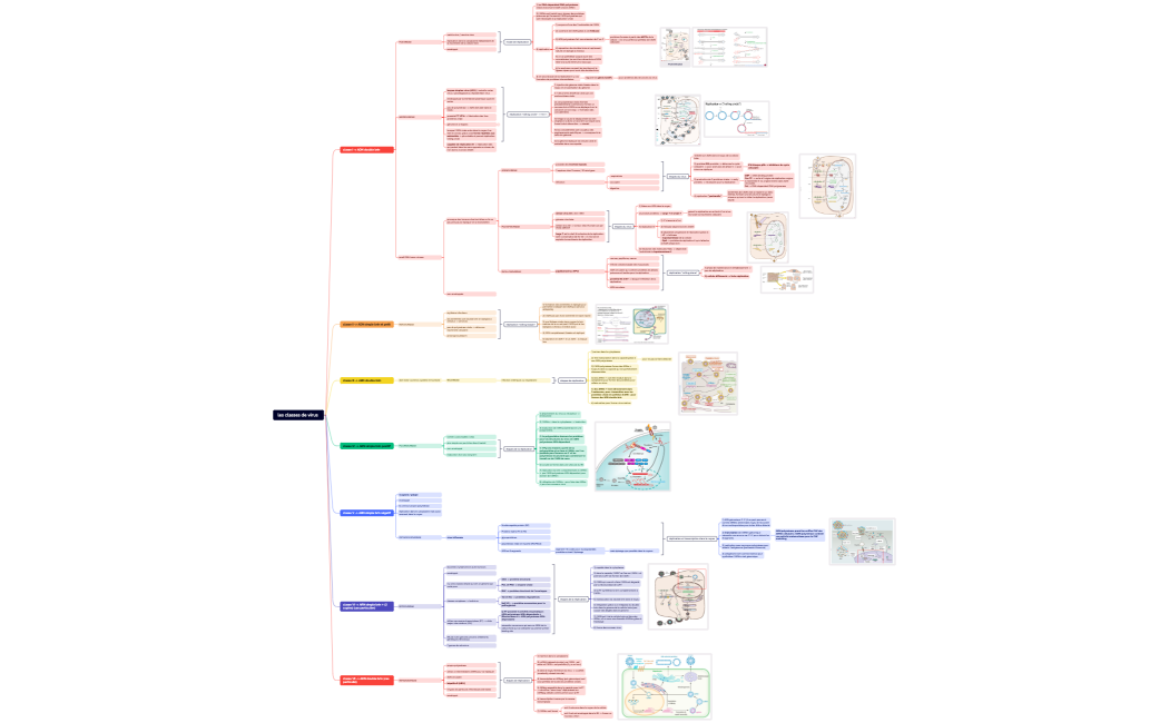 les classes de virus 