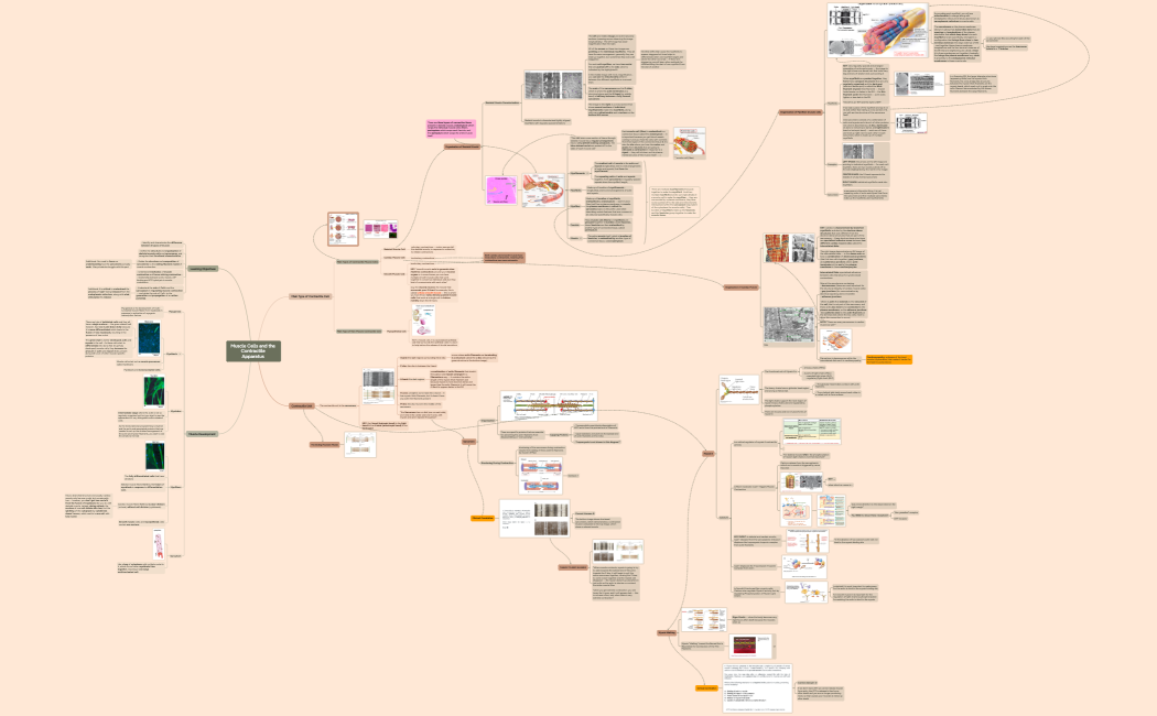 Lecture 11 Muscle and Contractile Apparatus