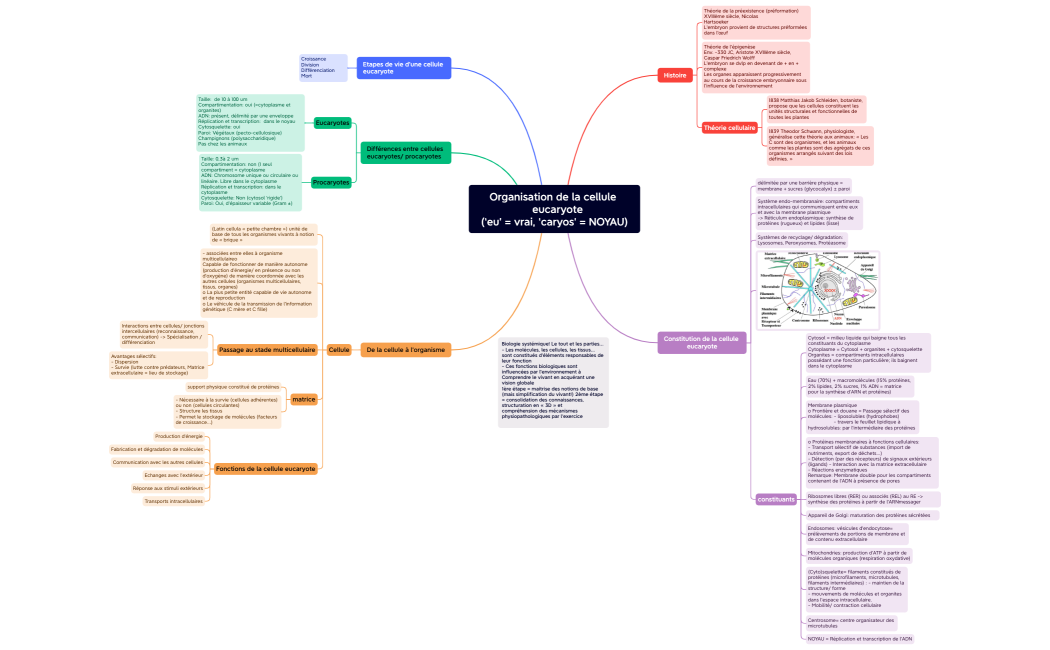 Organisation de la cellule                 eucaryote              (‘eu’ = vrai, ‘caryos’ = NOYAU)