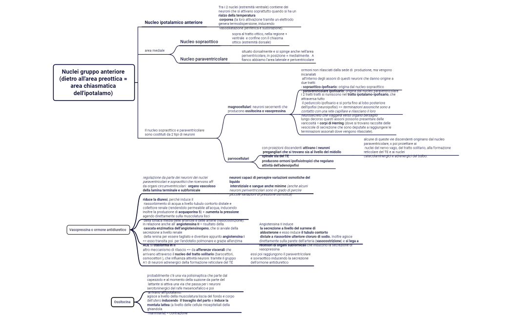 Nuclei gruppo anteriore (dietro all'area preottica = area chiasmatica dell'ipotalamo) 