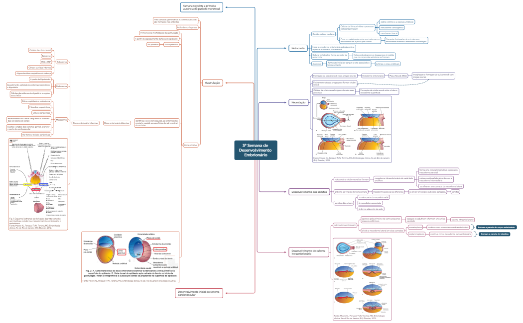 3ª Semana de Desenvolvimento Embrionário