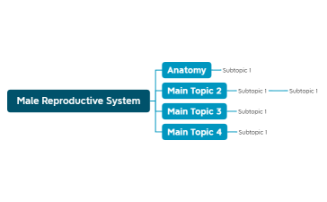 1 - Male Reproductive System