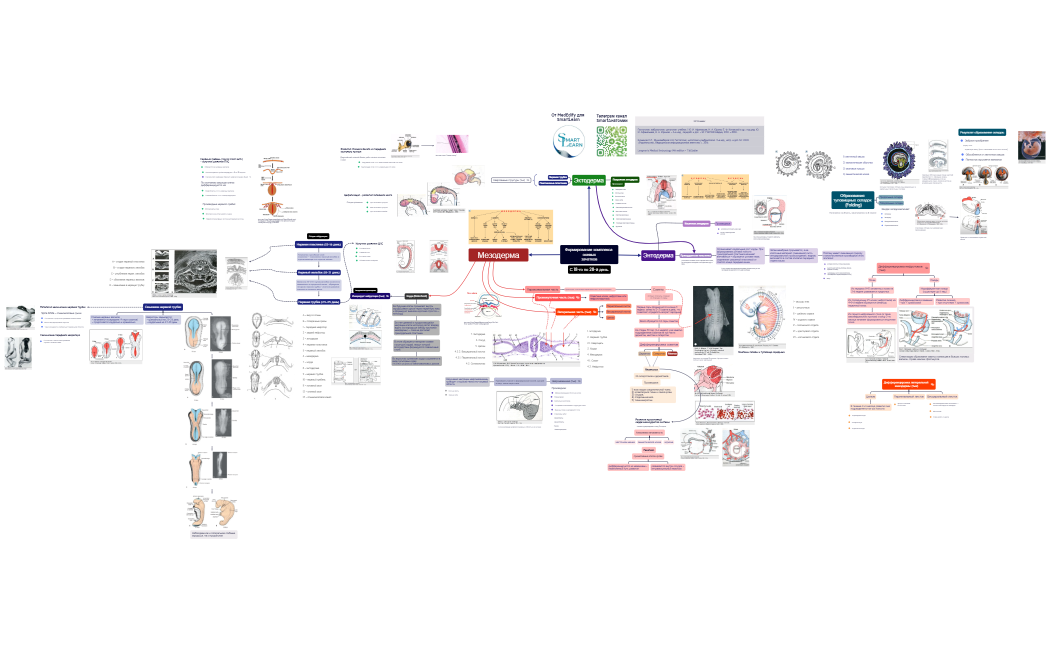 Формирование комплекса осевыхзачатков