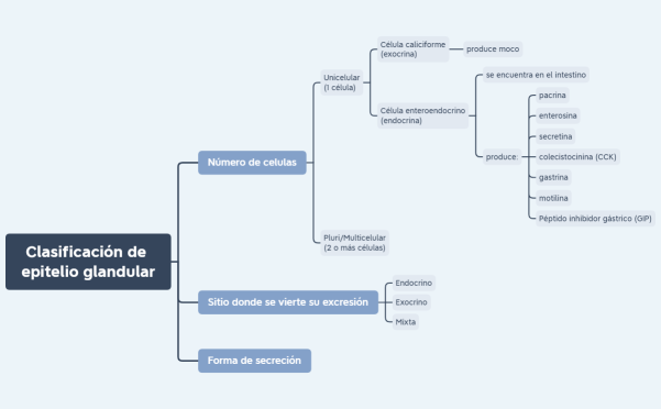 Clasificación del epitelio glandular