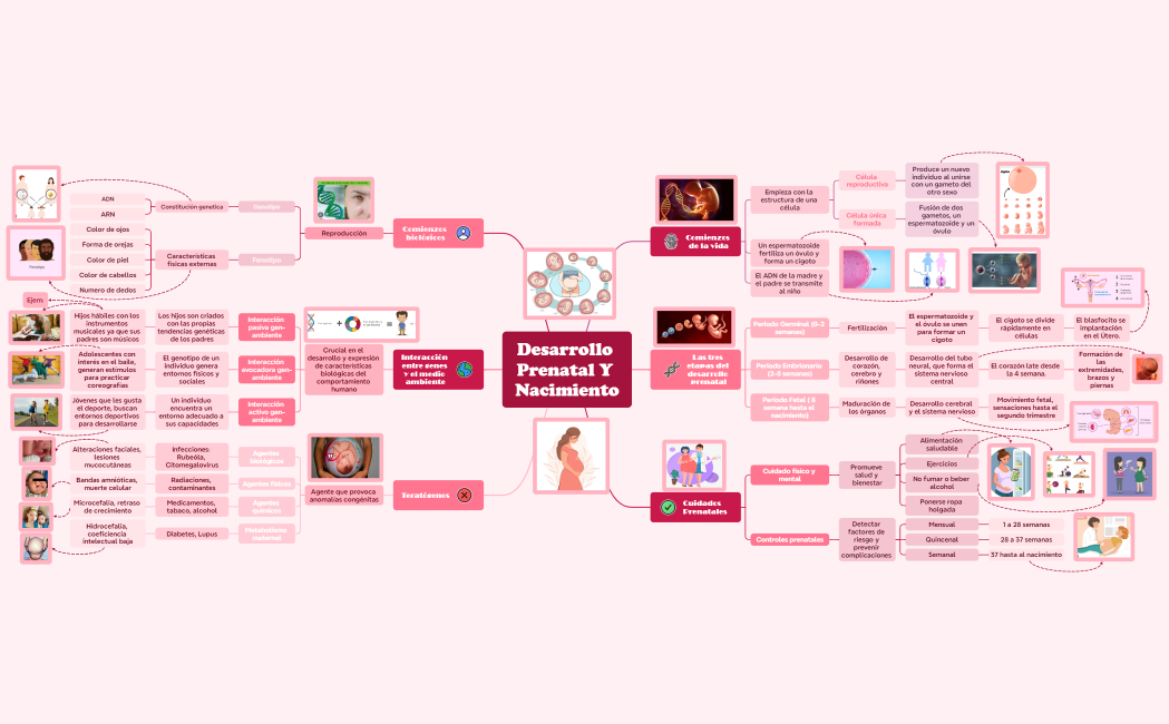 Desarrollo Prenatal y Nacimiento_2024-09-13-11-40