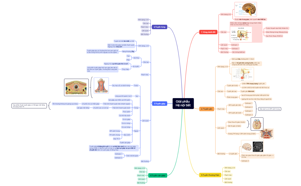 Giải phẫu Hệ nội tiết