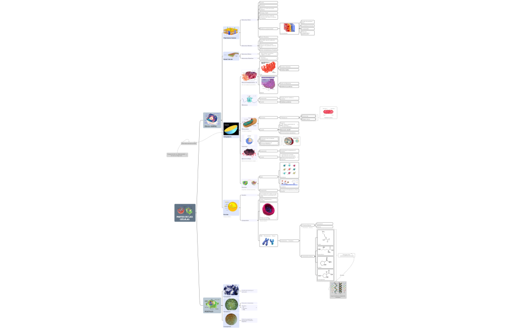 PARTES DE LAS CÉLULAS 