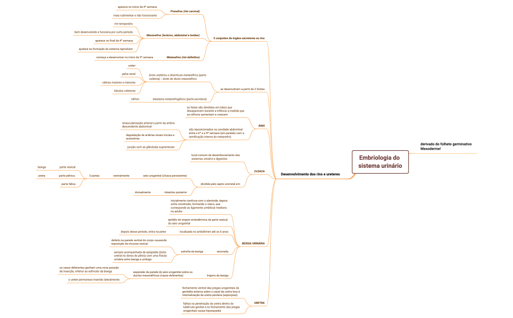 Embriologia do sistema urinário.xmind