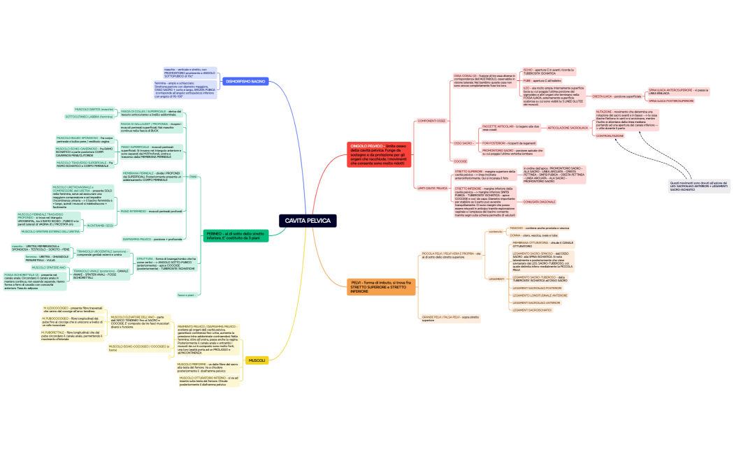CAVITA PELVICA