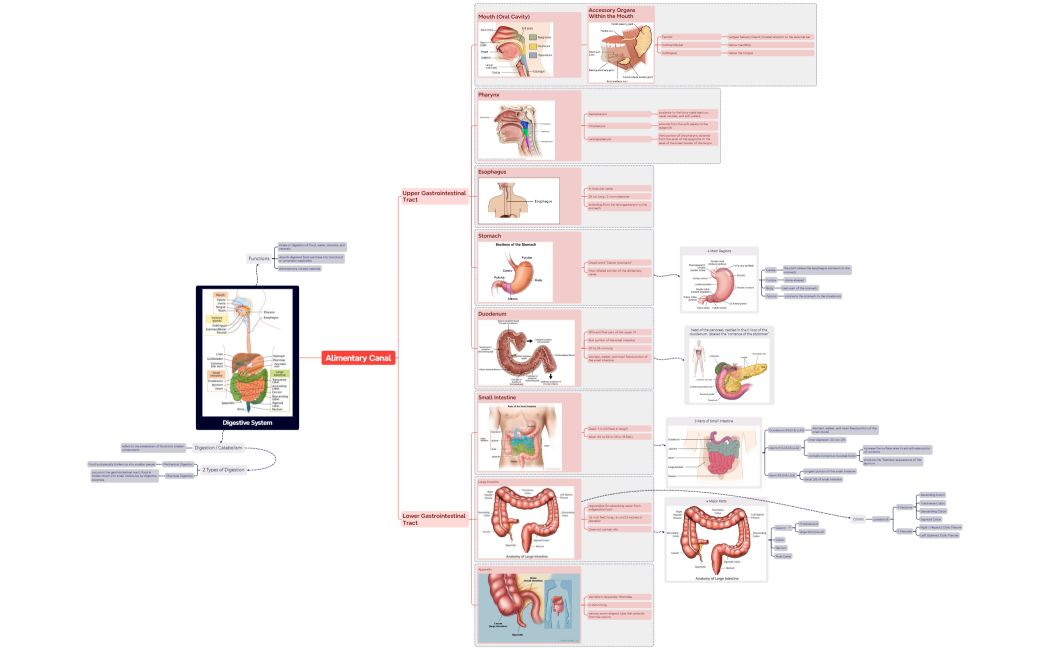 Digestive System