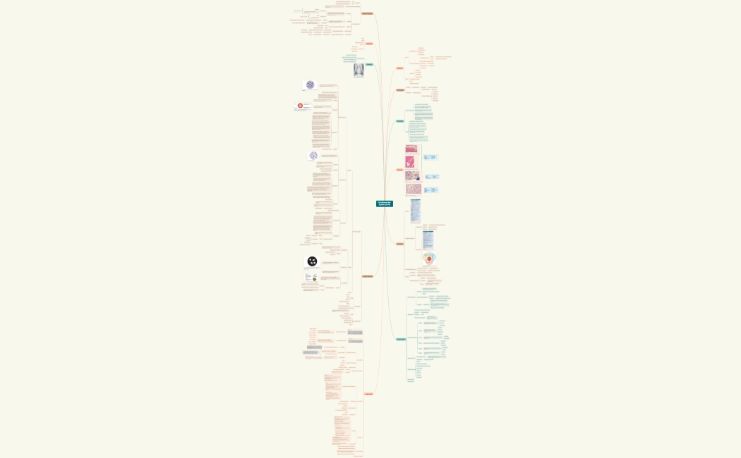 Cardiovascular System (CVS)