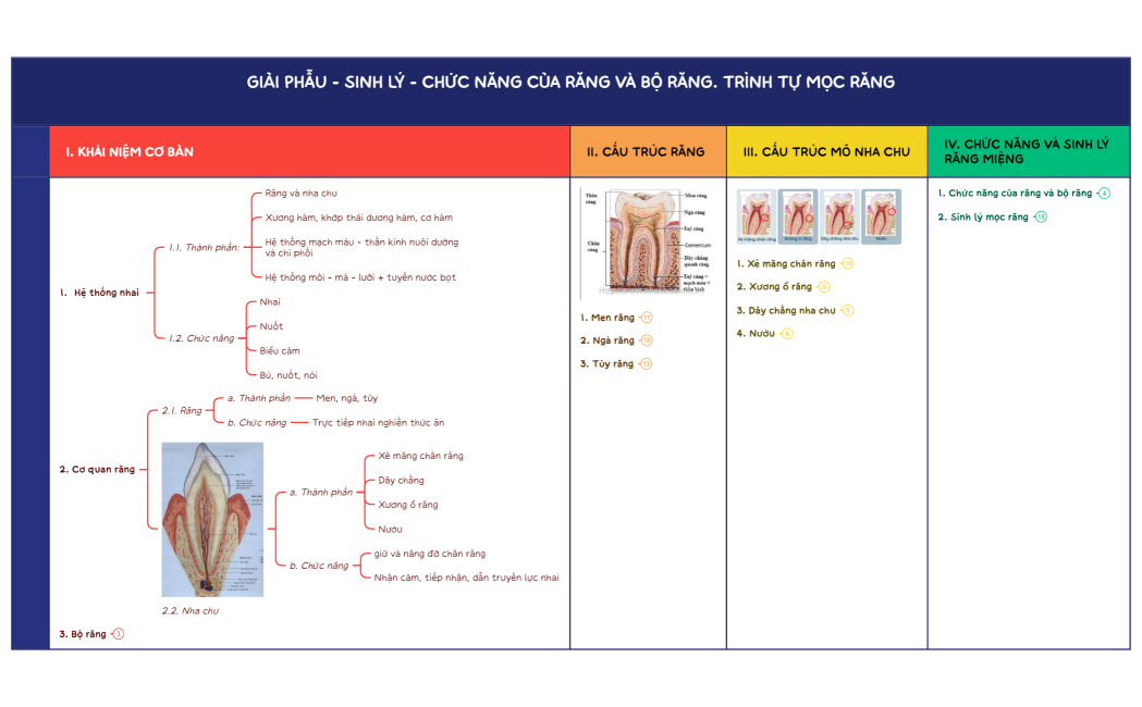GIẢI PHẪU - SINH LÝ - CHỨC NĂNG CỦA RĂNG VÀ BỘ RĂNG. TRÌNH TỰ MỌC RĂNG