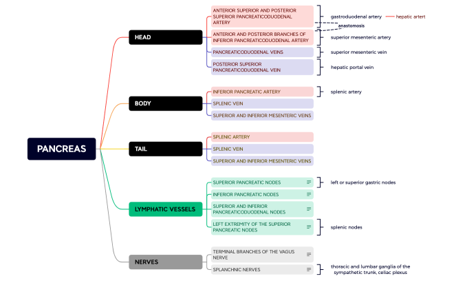 PANCREAS.xmind