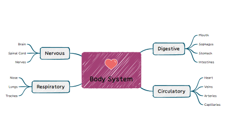 Body_Systems-cicXSn-HH9fd5W-10602
