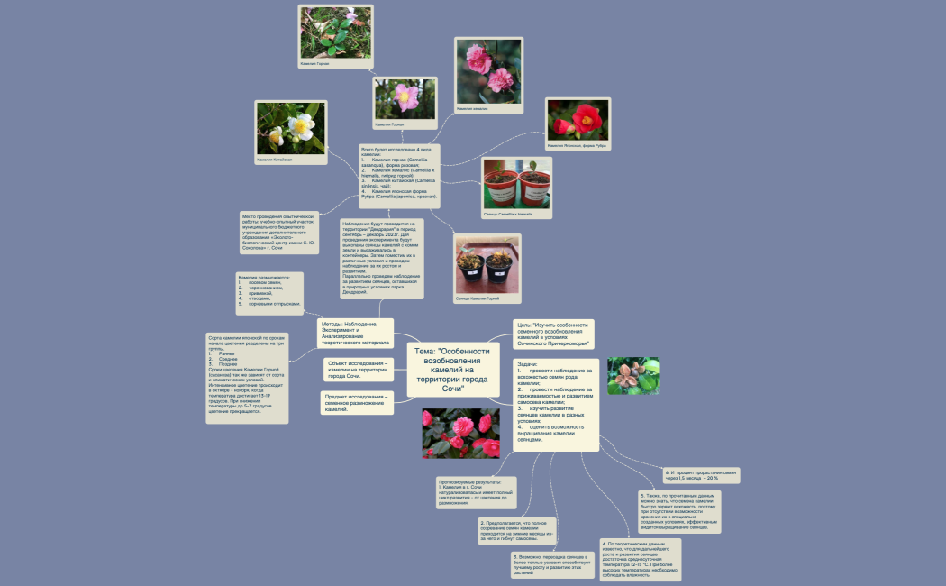 Тема Особенности возобновления камелий на территории города Сочи