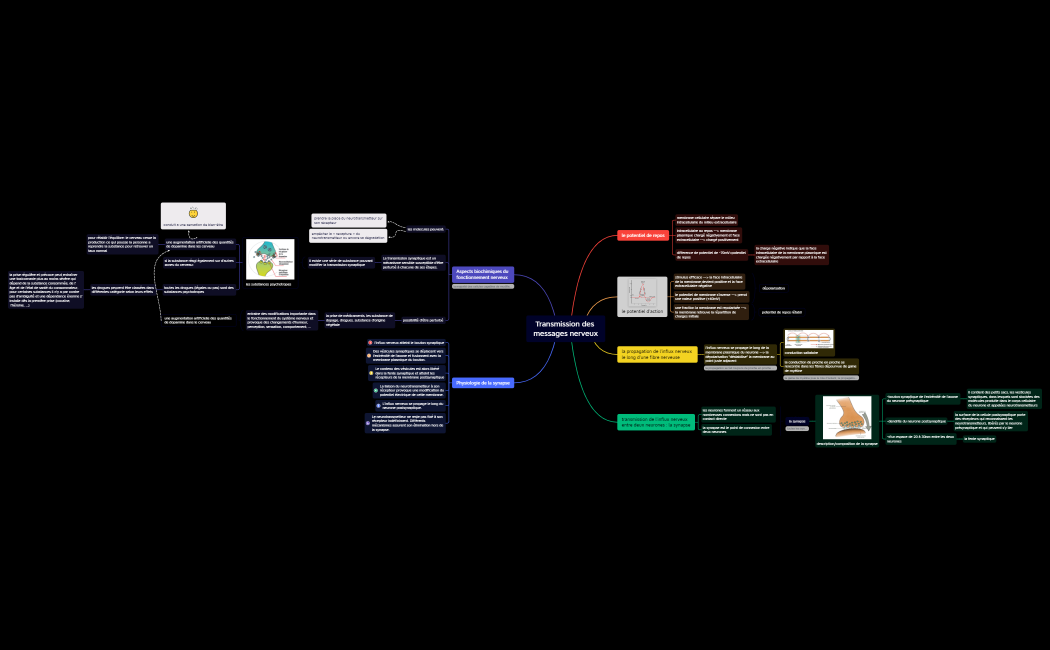 Transmission des messages nerveux