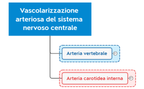 Vascolarizzazione arteriosa del sistema nervoso centrale