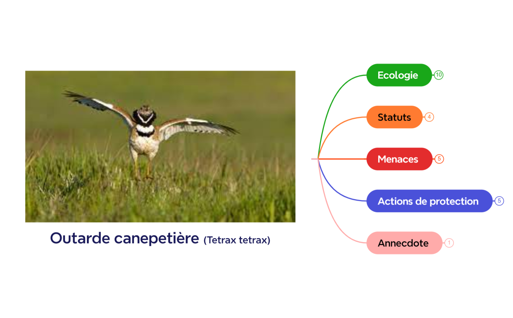 Outarde canepetière (Tetrax tetrax)