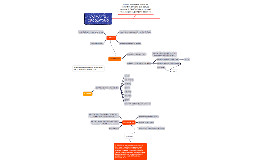 L'APPARATO CIRCOLATORIO