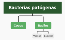 APM microbiología