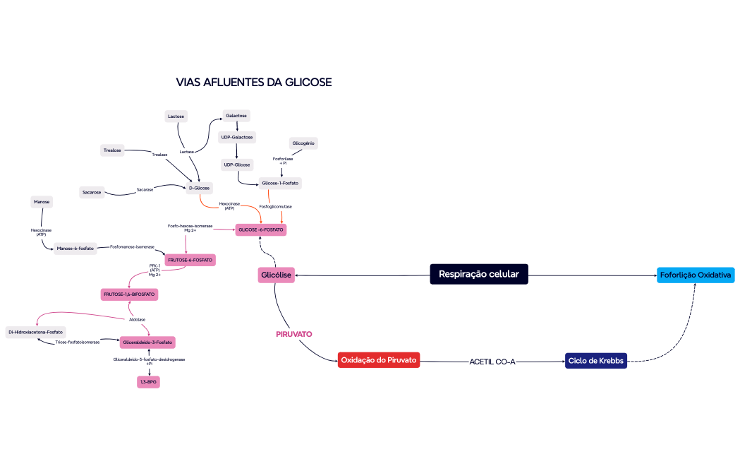 Respiração celular