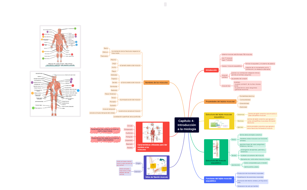 Capitulo 4 Introducción a la miología carte mentale
