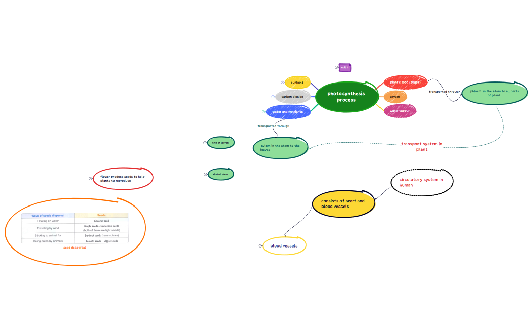 photosynthesis process 