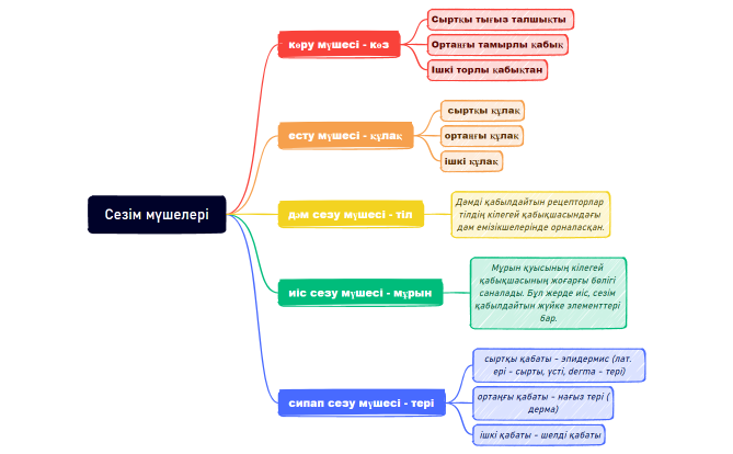 Сезім мүшелері xmind