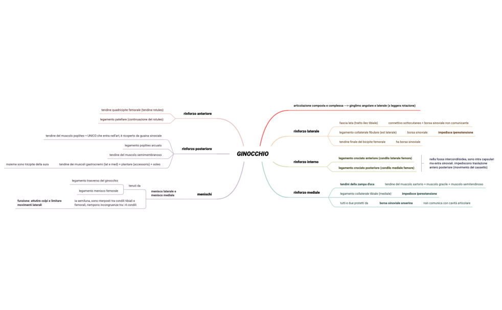 ginocchio.xmind
