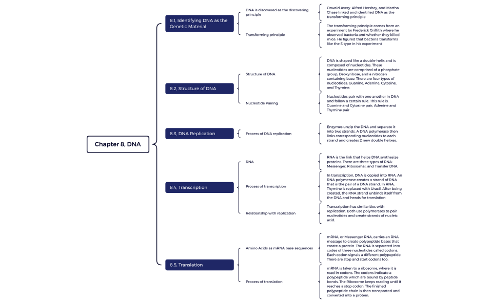 Chapter 8, DNA
